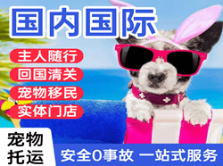 深圳机场托运国际宠物托运 【国